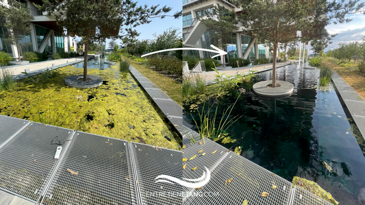 Algues dans les étangs : causes, déséquilibres biologiques et solutions durables