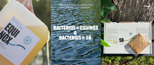 Bacterius®EQUINOX: préparer l'étang à l'hiver pour mieux repartir au printemps