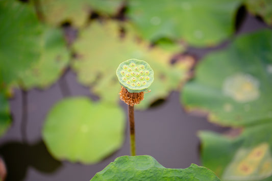 Utiliser les plantes aquatiques pour la phytoépuration des eaux d’étangs
