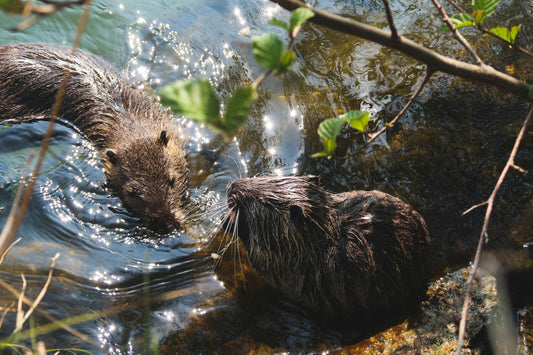 Ragondins : cohabitation fragile au bord de l’eau